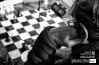 Chess Player, by Bobi Dojcinovski