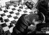 Chess Player, by Bobi Dojcinovski