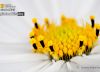 On a White Cushion, by Swaroop Singha Roy