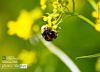 Busy Bee, by Imran Choudhury
