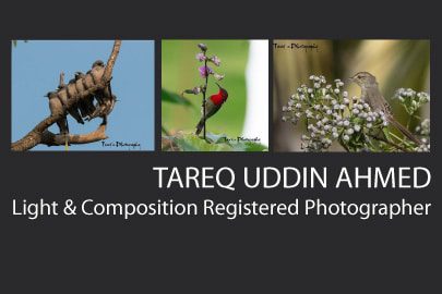 Tareq Uddin Ahmed - Nature Photography, Bird Photography, Macro Photography, Photography Awards, Light & Composition