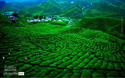 Garden of Bliss, by Vijaya Sri Sanjevi - Photo of the Day, Color Photography, Nature Photography, Award Winning Photography, Photography Awards
