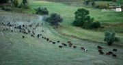 Cows Area, by Sergey Tomas - Aerial Photography, Photojournalism, Photography Awards, Photo of the Day, Sergey Tomas