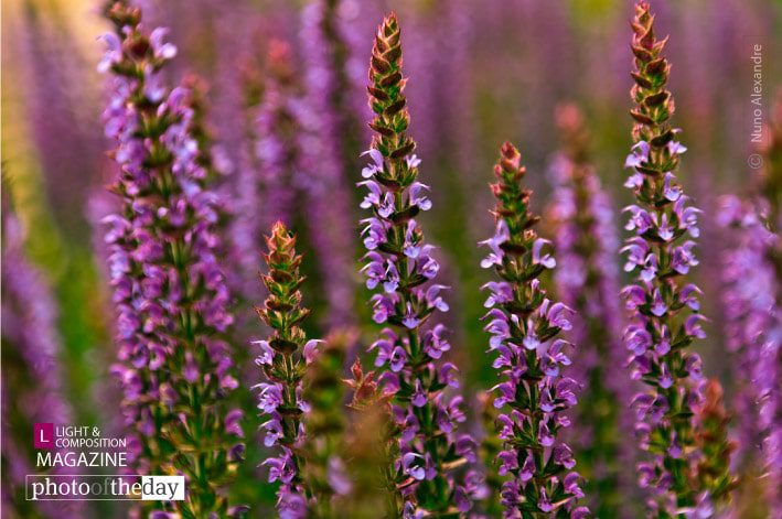 Lavender, by Nuno Alexandre Lavender, by Nuno Alexandre