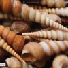 Close-up Photography, Turret Shells, Sea Snails, Nature Photography, Fine Art Photography – Turret Shells, by Elizabeth Brown Turret Shells, by Elizabeth Brown - Close-up Photography, Turret Shells, Sea Snails, Nature Photography, Fine Art Photography