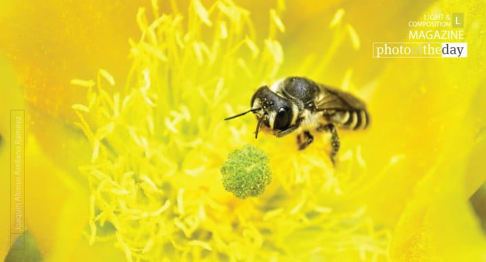 Shy, by Joaquín Alonso Arellano Ramírez Shy, by Joaquín Alonso Arellano Ramírez