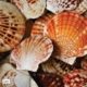 Scallop Shells by Elizabeth Brown Scallop Shells by Elizabeth Brown - Close-up Photography, Fine Art Photography, Nature Photography, Photography Awards, Light & Composition University