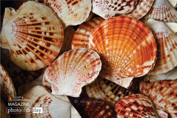 Scallop Shells, by Elizabeth Brown