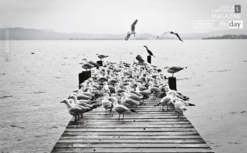 The Birds by Adam Foster - Wildlife Photography, Nature Photography, Photo of the Day, Photography Awards, Adam Foster