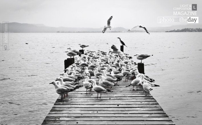 The Birds, by Adam Foster The Birds, by Adam Foster