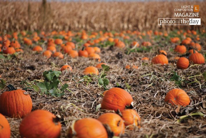 Pumpkin Patch by Kari Cvar Pumpkin Patch by Kari Cvar - Photo of the Day, Color Photography, Photography Awards, Amateur Photography,  Light & Composition