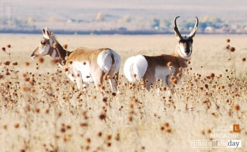Colorado Antelope by Kari Cvar - Wildlife Photography, Antelope Photography, Colorado Photography, Nature Photography, Photo of the Day