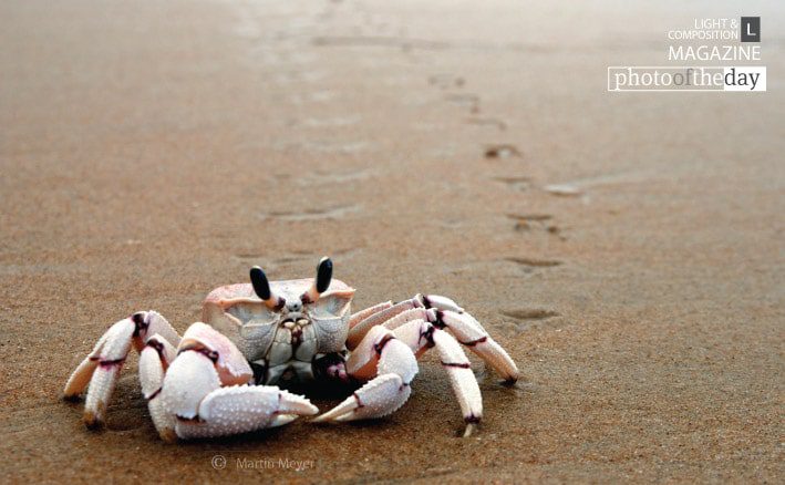 Heres Looking at You by Martin Meyer - Photojournalism, Wildlife Photography, Photography Awards, Photo of the Day, Light & Composition University