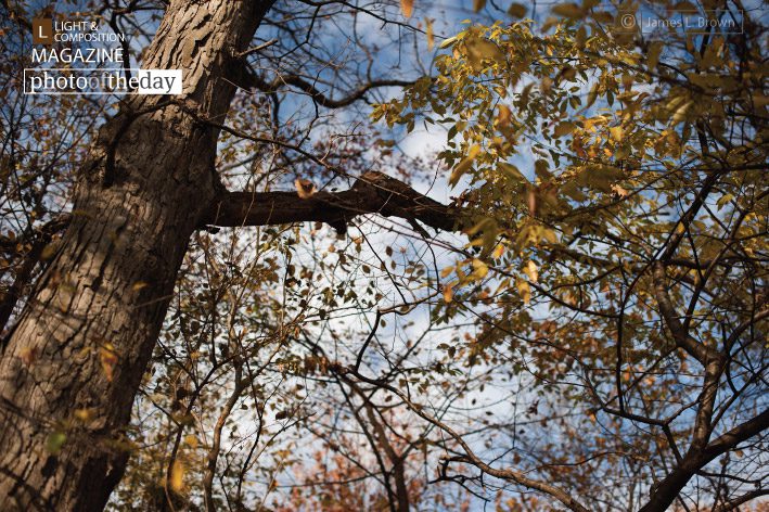 The Sky is Falling, by James L. Brown The Sky is Falling, by James L. Brown - Nature Photography, Photography Award, Photo of the Day,  James L. Brown,  Light & Composition University