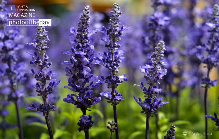 Purple Phase, by Arvind Bhatt - Art Photography, Color Photography, Photo of the Day, Photography Awards, Nature Photography