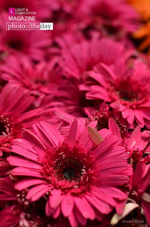 Blush, by Arvind Bhatt