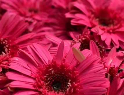 Blush by Arvind Bhatt - Color Photography, Photo of the Day, Award Winning Photography, Photography Awards, Art Photography