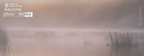 Misty Morning Duck, by Ronnie Glover - Artistic Photography, Nature Photography, Photography Education, Photo of the Day, Online Photography Courses