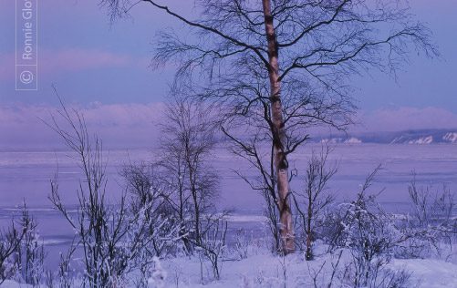 Lone Tree at Winter Sunset, by Ronnie Glover - Nature Photography, Photography Awards, Photo of the Day, Landscape Photography, Fine Art Photography