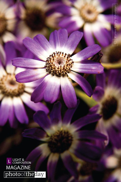 Look at Me, by Kurien Koshy Yohannan