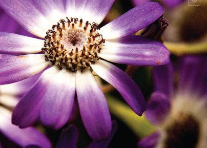 Look at Me, by Kurien Koshy Yohannan - Close-up Photography, Award Winning Photography, Photo of the Day, Nature Photography, Photography Awards