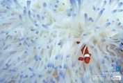 Finding Nemo, by Sahil Lodha - Underwater Photography, Photo of the Day, Photography Awards, Photography Education, Online Photography Courses