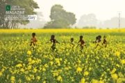 Photojournalism, Documentary Photography, Color Photography, Photo of the Day, Shahnaz Parvin – From the Yellow Field, by Shahnaz Parvin From the Yellow Field, by Shahnaz Parvin - Photojournalism, Documentary Photography, Color Photography, Photo of the Day, Shahnaz Parvin