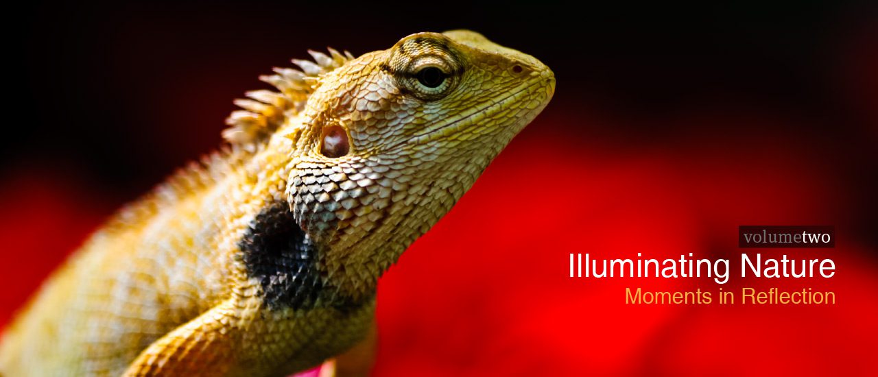 Illuminating Nature Volume Two - Wildlife Photography, Photojournalism, Nature Photography, Illuminating Nature,  Art Photography