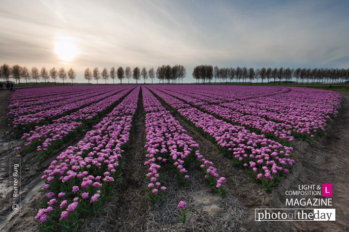 Nature Photography, Landscape Photography, Fine Art Photography, Photography Awards, Photo of the Day - Tulips at Sunset, by Ron ter Burg Tulips at Sunset, by Ron ter Burg - Nature Photography, Landscape Photography, Fine Art Photography, Photography Awards, Photo of the Day