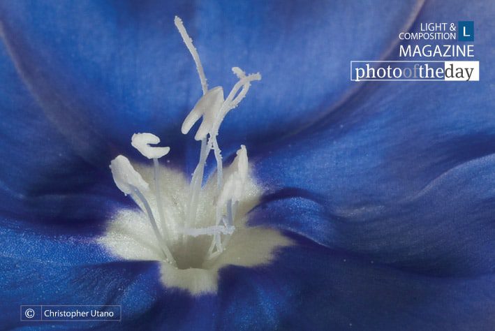 Blue, by Christopher Utano - Macro Photography, Close-up Photography, Photo of the Day, Photography Awards,  Art Photography