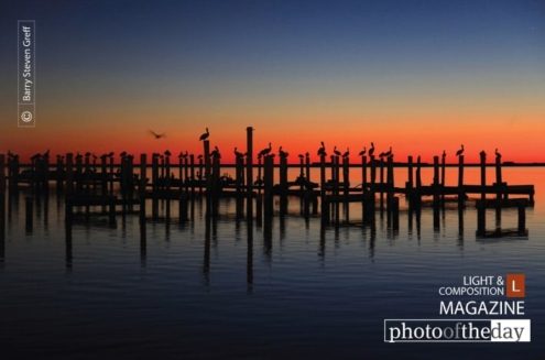 Pelican Rest, by Barry Steven Greff - Artistic Photography, Wildlife Photography, Photo of the Day, Barry Steven Greff, Fine Art Photography