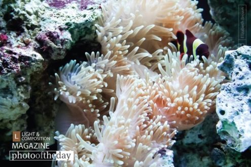 Goldstripe Maroon Clownfish, by Elizabeth Brown - Goldstripe Maroon Clownfish, Underwater Photography, Nature Photography, Marine Life Photography, Photo of the Day