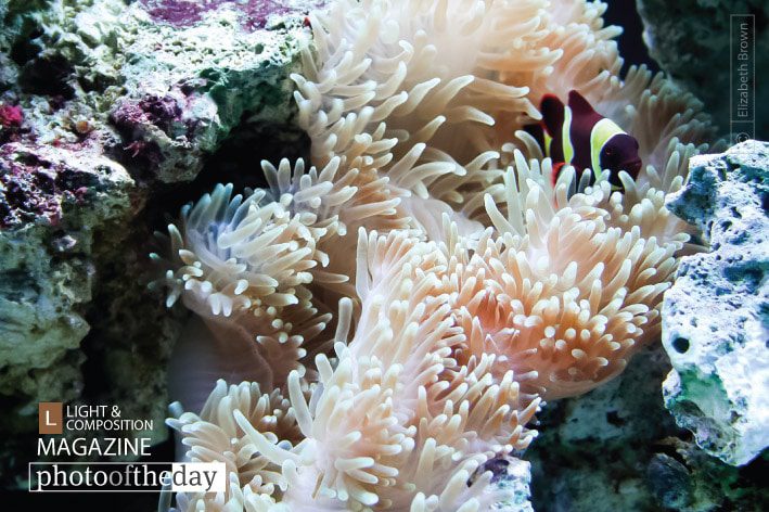 Goldstripe Maroon Clownfish, by Elizabeth Brown - Goldstripe Maroon Clownfish, Underwater Photography, Nature Photography, Marine Life Photography, Photo of the Day
