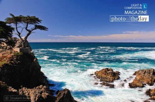 The Lone Cypress by Elizabeth Brown - Landscape Photography, Fine Art Photography, Photo of the Day, Photography Awards, Lone Cypress