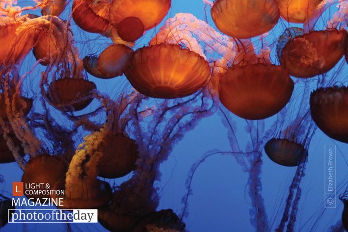 Pacific Sea Nettles, by Elizabeth Brown - Underwater Photography, Nature Photography, Photo of the Day, Photography Awards, Fine Art Photography