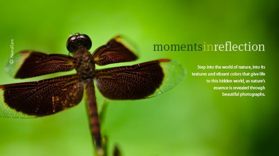 Moments in Reflection Moments in Reflection - Nature Photography, Photography Books, Wildlife Photography, Landscape Photography, Fine Art Photography