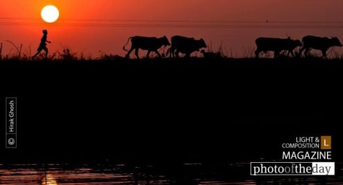 I Am Going Home, by Hirak Ghosh - Photojournalism, Photography, Documentary Photography, Art Photography, Photo of the Day