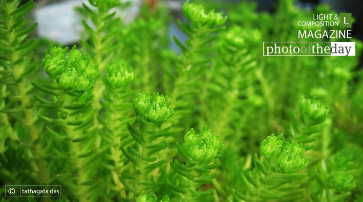 Its All in Green, by Tathagata Das Its All in Green, by Tathagata Das - Color Photography, Photo of the Day, Photography Awards, Art Photography,  Online Photography Courses