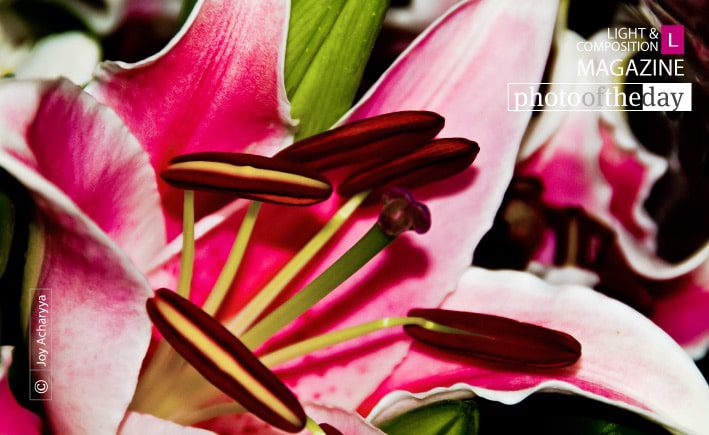 Rhapsody in Pink, by Joy Acharyya Rhapsody in Pink, by Joy Acharyya - Photojournalism, Close-up Photography, Photo of the Day, Art Photography, Photography Awards