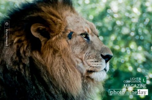 Just Lion Around, by Victor Howard - Wildlife Photography, Photo of the Day, Photography Awards, Nature Photography, Animal Photography