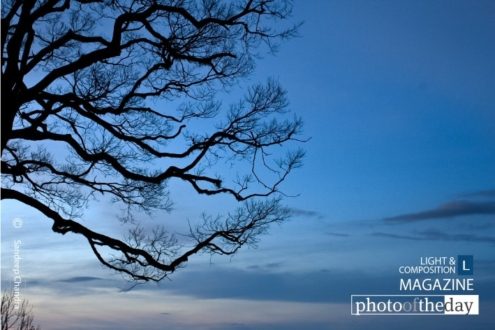 Tree Branches from Amedikallu, by Sandeep Chandra - Nature Photography, Color Photography, Photo of the Day, Photography Awards, Light & Composition University