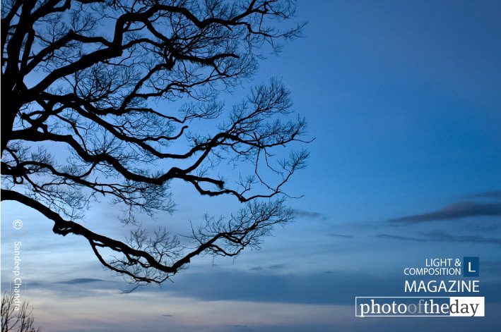 Tree Branches from Amedikallu, by Sandeep Chandra Tree Branches from Amedikallu, by Sandeep Chandra - Nature Photography, Color Photography, Photo of the Day, Photography Awards, Light & Composition University