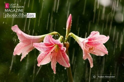 The Monsoon Beauty, by Ruben Alexander - Photo of the Day, Award-Winning Photography, Monsoon Photography, Nature Photography, Photography Awards