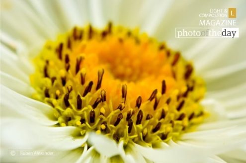 A bug’s POV, by Ruben Alexander - Close-up Photography, Macro Photography, Nature Photography, Photography Awards, Photo of the Day