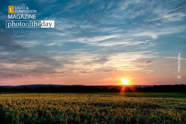 Sunflower Sunset, by Mike Dooley Sunflower Sunset, by Mike Dooley - Sunset Photography, Photography Awards, Photo of the Day, Landscape Photography, Art Photography