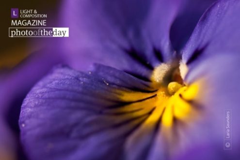 Inside the Pansy by Laria Saunders - Close-up Photography, Macro Photography, Photo of the Day, Photography Awards, Art Photography