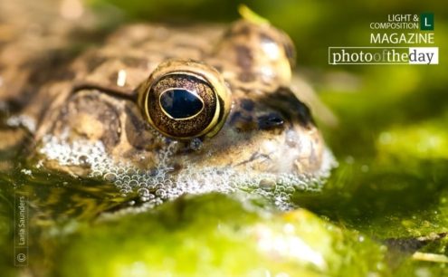 Golden Eye by Laria Saunders - Close-up Photography, Nature Photography, Photo of the Day, Award-Winning Photography, Laria Saunders