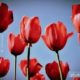 The Red Tulip by Ajit Chouhan - Color Photography, Photo of the Day, Award Winning Photography, Art Photography, Photography Awards