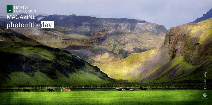 Icelandic Ponies by Louise Fahy Icelandic Ponies by Louise Fahy - Artistic Photography, Icelandic Ponies, Photo of the Day, Photography Awards, Online Photography Courses