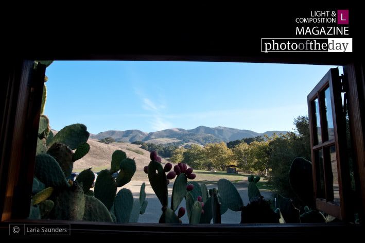 Remember the Thorns! Window to Beyond by Laria Saunders - Conceptual Photography, Photo of the Day, Photography Awards, Art Photography, Online Photography Courses